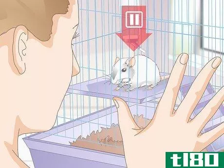 Image titled Know if Your Gerbil Is Having a Seizure Step 1