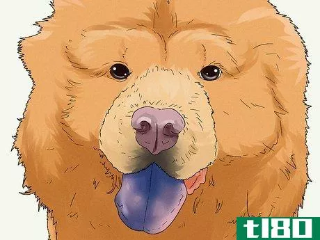 Image titled Identify a Chow Chow Step 5