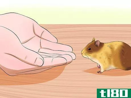 Image titled Hold Your Syrian Hamster Step 6