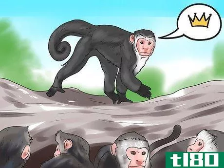 Image titled Keep Capuchin Monkeys As Pets Step 3