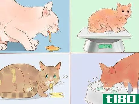 Image titled Know if Your Cat Is Sick Step 19