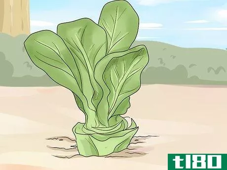 Image titled Harvest Buttercrunch Lettuce Step 3