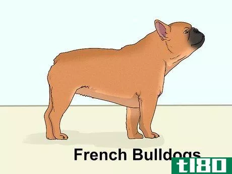Image titled Identify a Boston Terrier Step 15