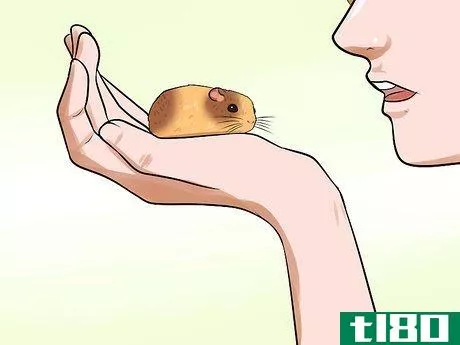 Image titled Handle a Hamster Without Being Bitten Step 7