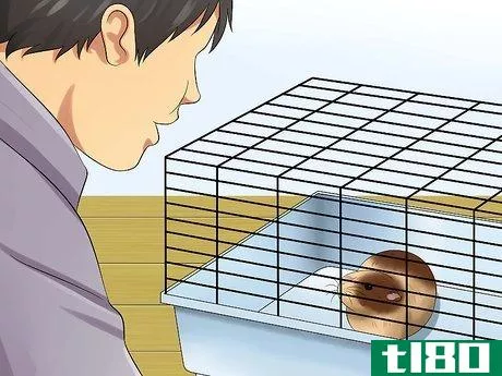 Image titled Get Your Guinea Pig to Trust You Step 4