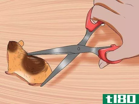 Image titled Groom a Syrian Hamster Step 8