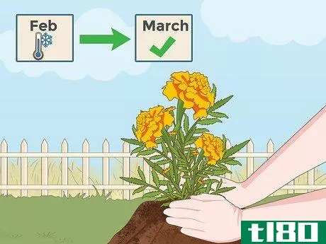 Image titled Grow Marigolds Step 2