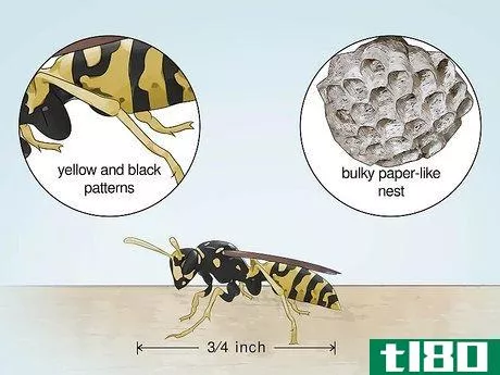 Image titled Identify Wasps Step 2