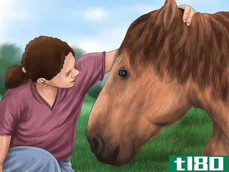 Image titled Heal a Cut on a Horse Step 13