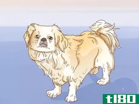 Image titled Identify a Pug Step 15