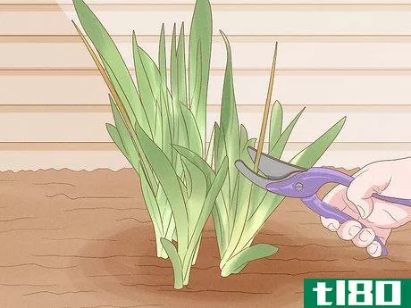 Image titled Grow Bearded Irises Step 14