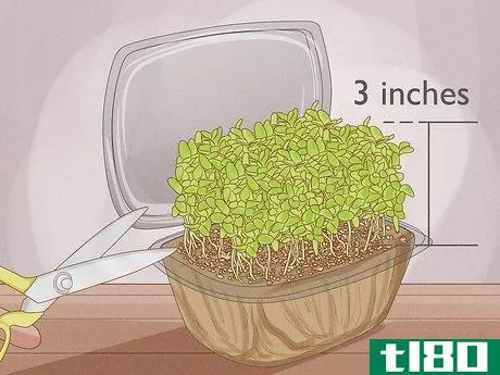 Image titled Grow Microgreens Step 14