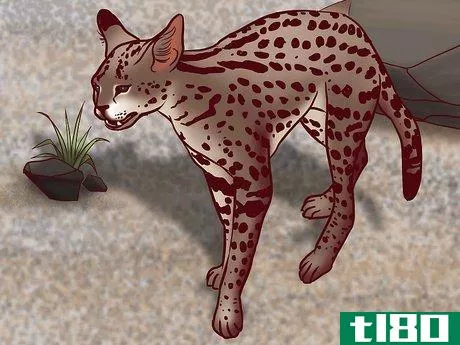 Image titled Identify Feline Species by Fur Step 8