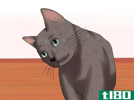 Image titled Identify if Your Cat Has Had a Stroke Step 3