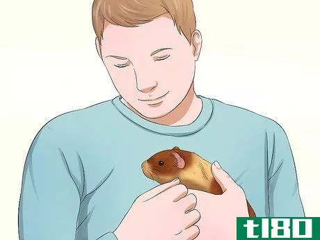 Image titled Get Your Guinea Pig to Trust You Step 2