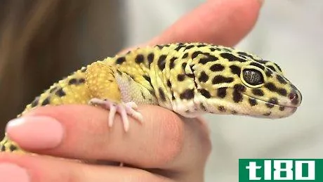 Image titled Have Fun With Your Leopard Gecko Step 1