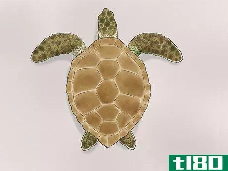 Image titled Identify Turtles Step 15