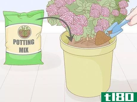 Image titled Grow Hydrangeas in a Pot Step 7