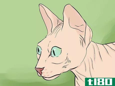 Image titled Identify a Sphynx Cat Step 2