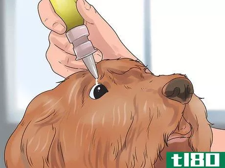 Image titled Give Your Dog Eye Drops Step 8