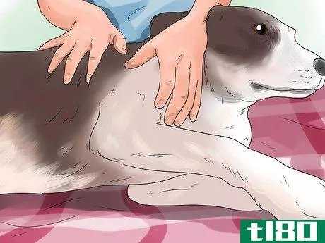 Image titled Help a Dog Who Has Canine Epilepsy Step 3