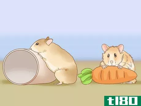 Image titled Introduce Two Dwarf Hamsters Step 8