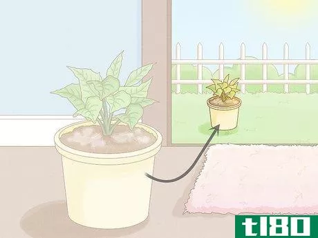 Image titled Get Rid of Mold on Houseplants Step 6