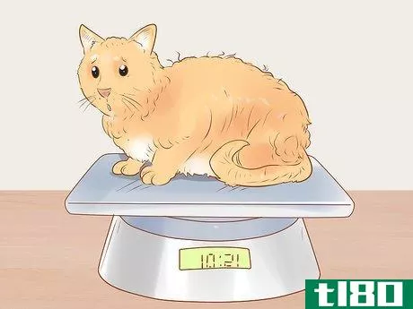Image titled Identify and Treat Liver Shunts in Cats Step 1
