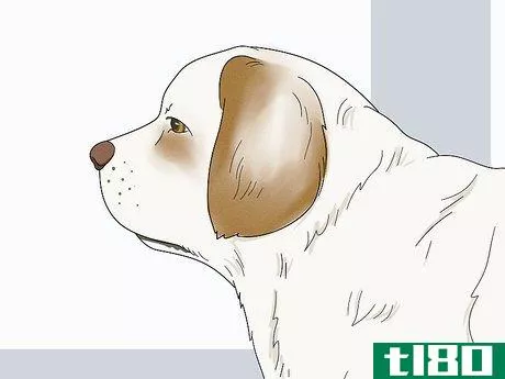 Image titled Identify a Clumber Spaniel Step 2