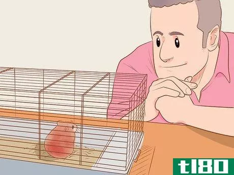 Image titled Introduce a New Hamster to Your Home Step 16