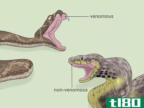 Image titled Identify Snakes Step 12