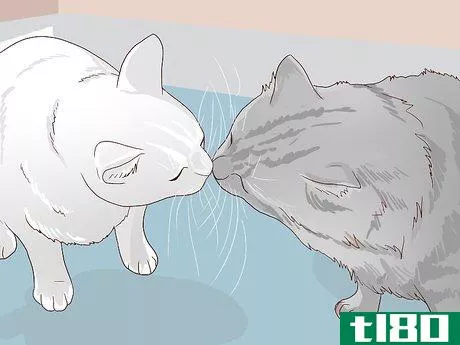 Image titled Introduce a New Cat to Other Cats Step 12