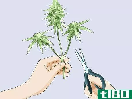 Image titled Grow Marijuana Hydroponically Step 17