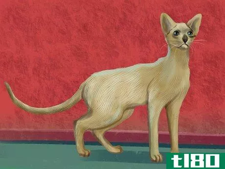 Image titled Identify a Siamese Cat Step 1