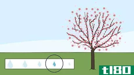 Image titled Grow a Cherry Blossom Tree Step 13