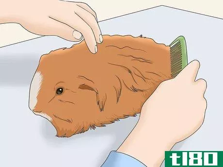 Image titled Get Knots Out of a Guinea Pig's Fur Step 5