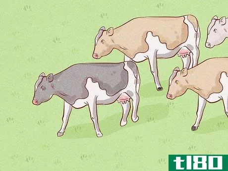 Image titled Herd Cattle Step 12