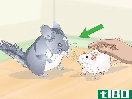 Image titled Keep Pet Rats Safe Around Other Pets Step 5