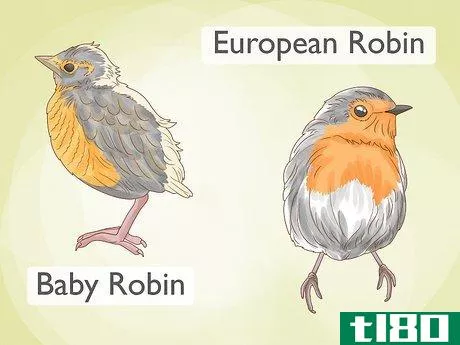 Image titled Identify a European Robin Step 8