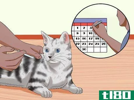 Image titled Keep a Cat Safe Outside Step 10