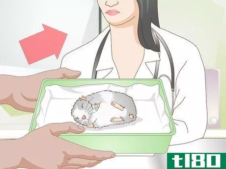Image titled Get a Hamster to Sleep Step 16