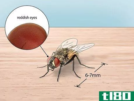 如何识别常见的飞虫（除掉苍蝇、蚊子等）(identify common flying insects (and get rid of flies, mosquitoes, and more))
