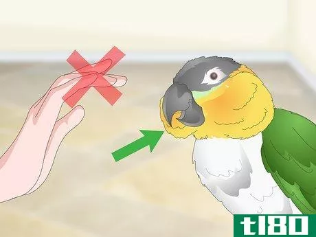 Image titled Handle Your Caique Parrot Step 10