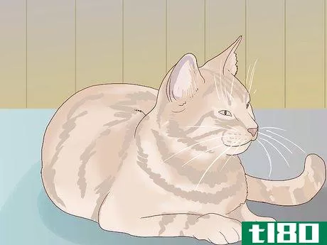 Image titled Introduce a New Cat to Other Cats Step 1