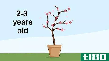 Image titled Grow a Cherry Blossom Tree Step 4