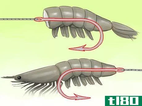 Image titled Hook a Shrimp Step 6