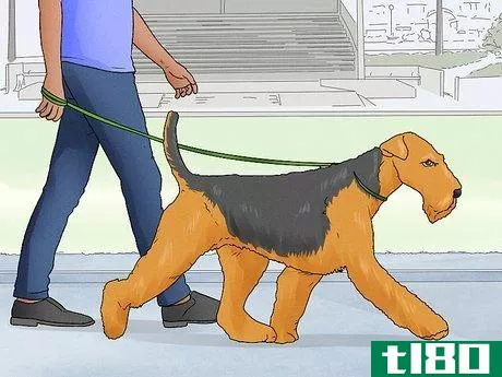 Image titled Identify an Airedale Terrier Step 11