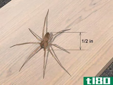 Image titled Identify a Brown Recluse Step 5