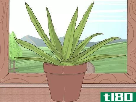 Image titled Grow and Use Aloe Vera for Medicinal Purposes Step 3