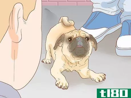 Image titled Identify a Pug Step 12